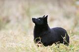 SCHIPPERKE 853